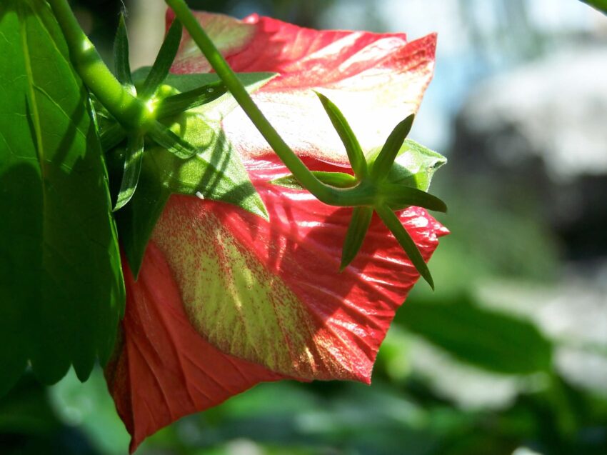 Decorative image of a green and red flower with bud, looking out with the viewer.