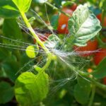 A close-up view of a wispy white seed, caught in the vines of a tomato plant.