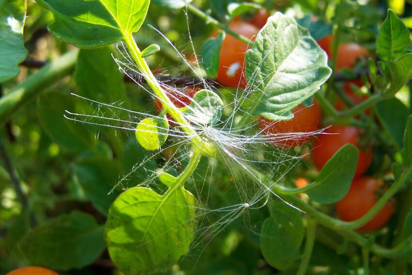A close-up view of a wispy white seed, caught in the vines of a tomato plant.
