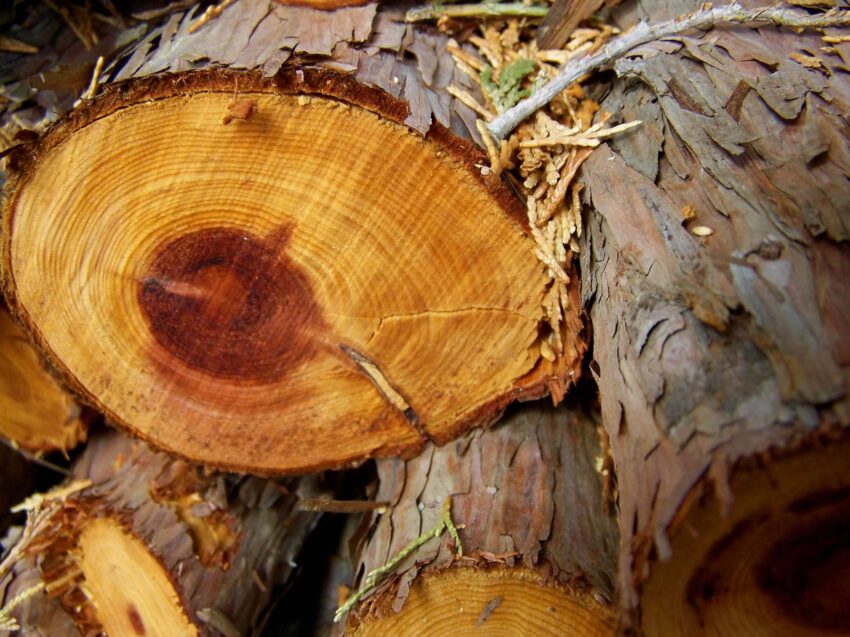 View of a sawn-off end of a log on a log pile.