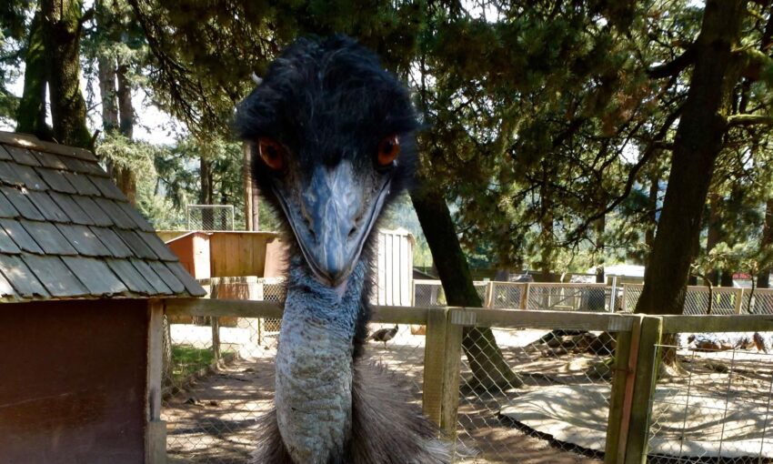 An emu looks inquisitively at the camera.