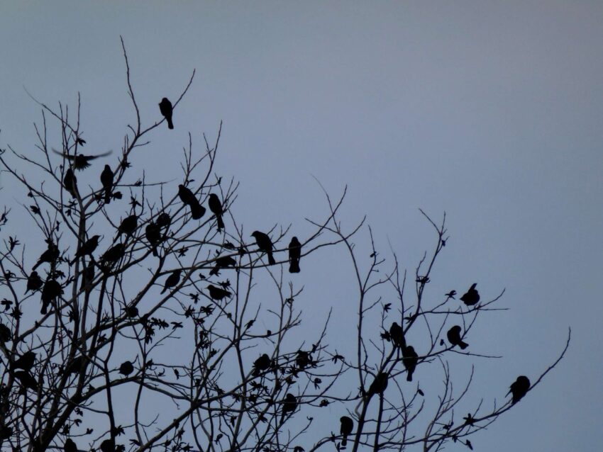 A flock of black birds in the bare branches of a tree, against a grey sky.