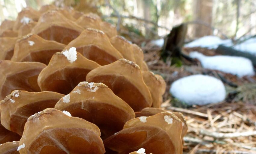 Close up view of a pinecone resting on a barren forest floor. Patches of snow are visible in the background.