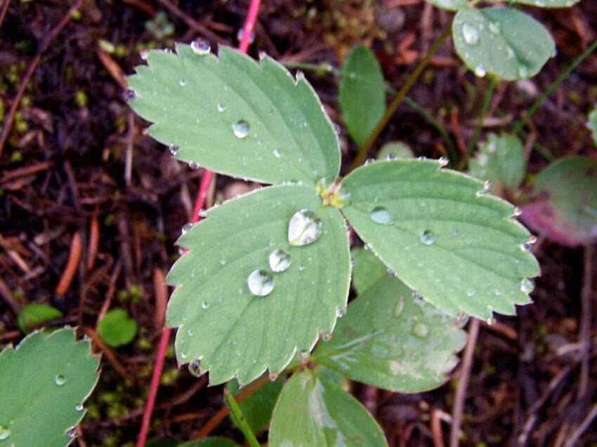 Three leaves of a strawberry plant form the shape of a cross, washed by morning dew. The leaves rest against a background of red-brown mulch on the forest floor.