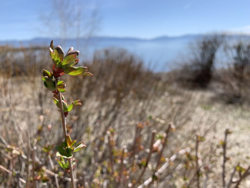 New leaves sprout from a twig on a bush, against a backdrop of barren bushes. In the distance is a blue lake with blue mountains and a clear sky on the horizon.