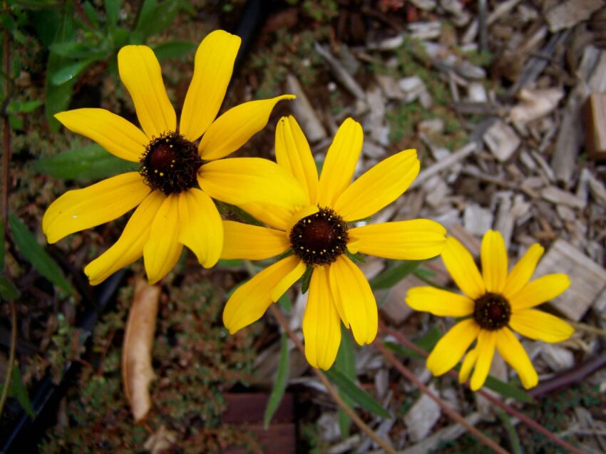 Three black-eyed Susans (yellow flowers with a black center) in a cascade against a backdrop of green leaves and brown wood chips.