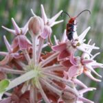 A small, red and black bug with outsized antennae clings to the petals of a pink flower.