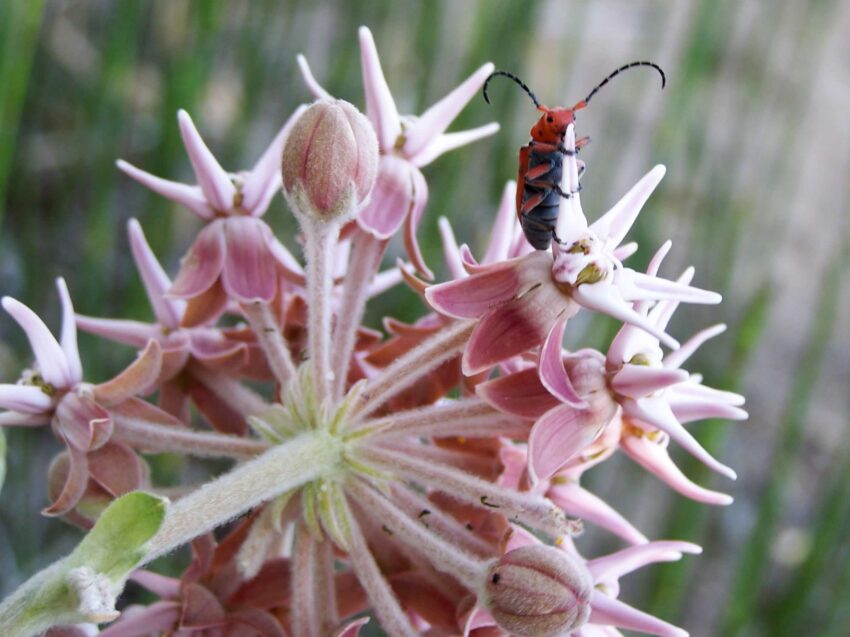 A small, red and black bug with outsized antennae clings to the petals of a pink flower.