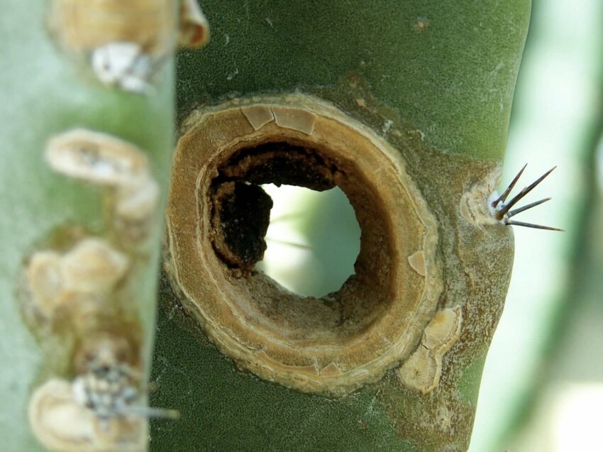 A close-up of a round hole in a cactus. Nearby spines point outward.