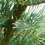 A close-up view of raindrops on the bough of a pine tree.