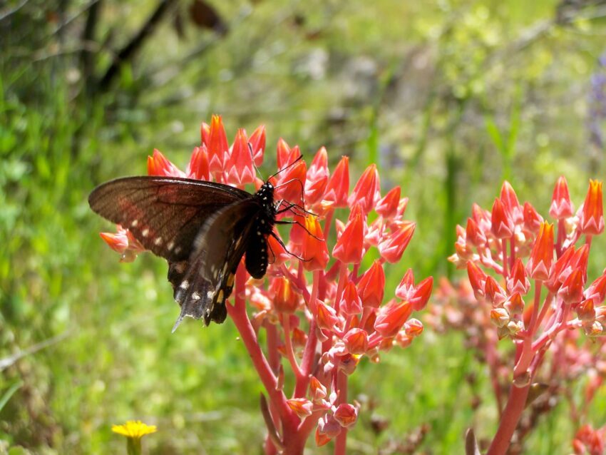 A black butterfly rests against a red flower. The butterfly's wings are translucent and partially open as its proboscis drinks nectar from the flower. The background is a smudge of green plant life.