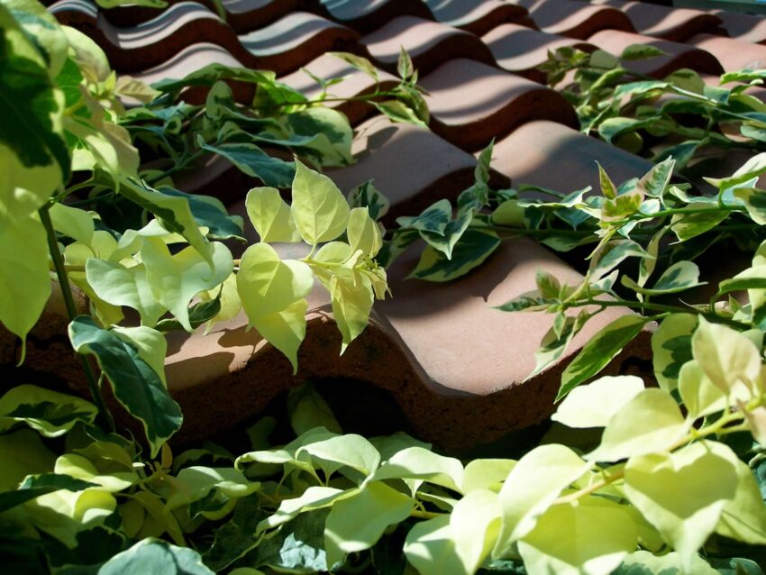 Leafy green vines trail over sun-warmed terra cotta tiles.