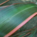Close up view of a long, broad leaf. It is dark green with pink edges and a waxy finish.