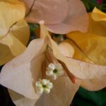 A close-up of bougainvillea plant. Pale yellow leaves surround two tiny flowers and one closed bud. Against a background of dark green leaves.