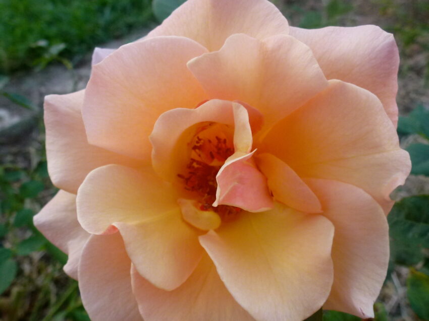 Close-up view of a peach colored rose against a dark green background. Petals are softly curved with faint yellow highlights, and the center is a darker pink color.