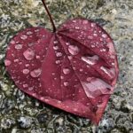 Close-up of a red, vaguely heart-shaped leaf lying on grey pavement. Raindrops dot the leaf and pavement.
