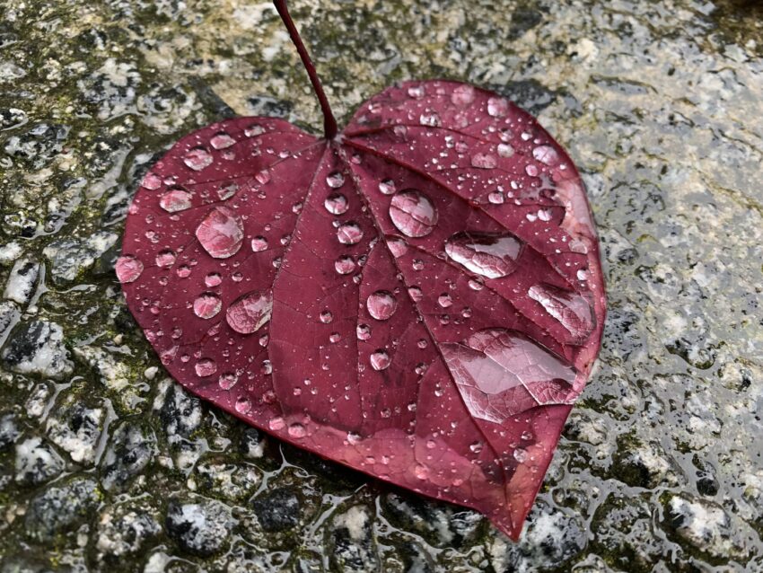 Close-up of a red, vaguely heart-shaped leaf lying on grey pavement. Raindrops dot the leaf and pavement and magnify the veins of the leaf.