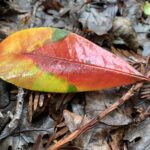 An oblong leaf with bright fall colors of red, yellow, and orange rests on a bed of damp, dead, and brown pine needles and leaves.