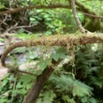 Delicate strands of green moss hang palely off a slender branch. The background is a lush mess of green and brown.