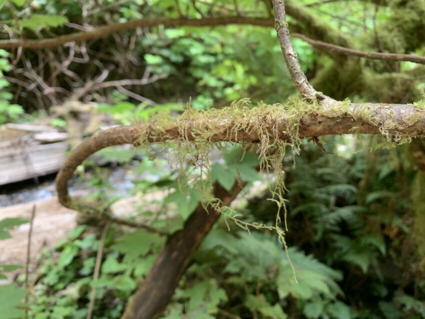 Delicate strands of green moss hang palely off a slender branch. The background is a lush mess of green and brown.